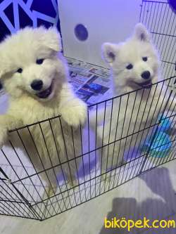 KAR TOPU GİBİ SAMOYED YAVRULARI 4