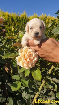 Kar Topu Maltes Terier Yavrularım 2