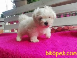 Kar Topu Maltese Terrier Yavruları 1