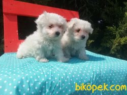 Kar Topu Maltese Terrier Yavruları 2