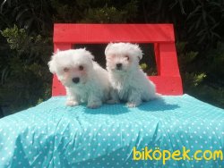Kar Topu Maltese Terrier Yavruları 5
