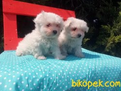 Kar Topu Maltese Terrier Yavruları 3