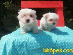 Kar Topu Maltese Terrier Yavruları 4