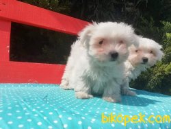 Kar Topu Maltese Terrier Yavruları 1