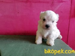 Kar Topu Maltese Terrier Yavruları 4