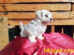 Kar Topu Maltese Terrier Yavruları 4