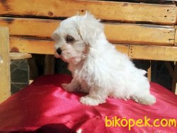 Kar Topu Maltese Terrier Yavruları 3