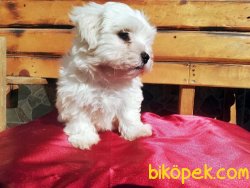 Kar Topu Maltese Terrier Yavruları 5