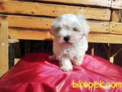 Kar Topu Maltese Terrier Yavruları 1