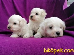 Kar Topu Maltese Terrier Yavruları 4
