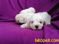 Kar Topu Maltese Terrier Yavruları 5