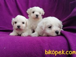 Kar Topu Maltese Terrier Yavruları 4