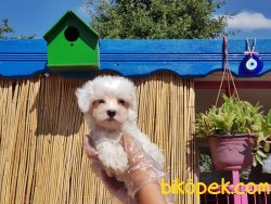 KAR TOPU MALTESE TERRİER YAVRULARIMIZ 1