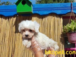 KAR TOPU MALTESE TERRİER YAVRULARIMIZ 5