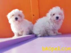 KAR TOPU MALTESE TERRİER YAVRULARIMIZ 1