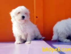 KAR TOPU MALTESE TERRİER YAVRULARIMIZ 4