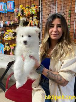 KAR TOPU SAMOYED BEBEKLER IRK GARANTİLİ TESLİM 5