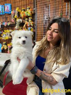 KAR TOPU SAMOYED BEBEKLER IRK GARANTİLİ TESLİM 5