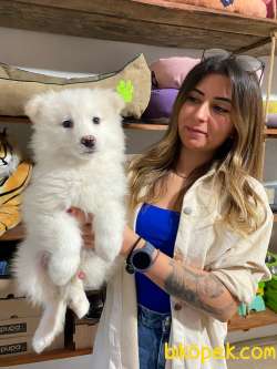 KAR TOPU SAMOYED BEBEKLER IRK GARANTİLİ TESLİM 2