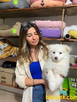 KAR TOPU SAMOYED BEBEKLER IRK GARANTİLİ TESLİM 3