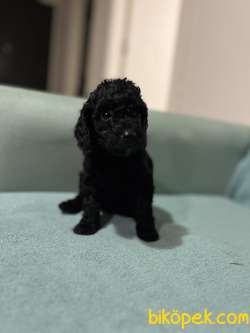 Kara İnci Poodle 2