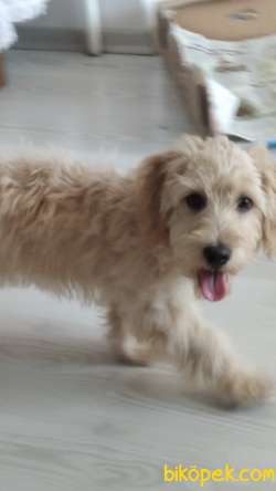 Karamel Renkli Maltipoo Gofretimiz 3