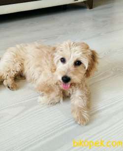 Karamel Renkli Maltipoo Gofretimiz 2