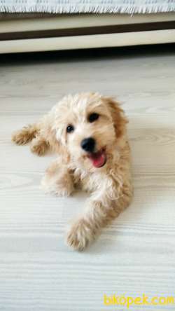 Karamel Renkli Maltipoo Gofretimiz 5