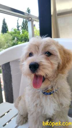 Karamel Renkli Maltipoo Gofretimiz 4