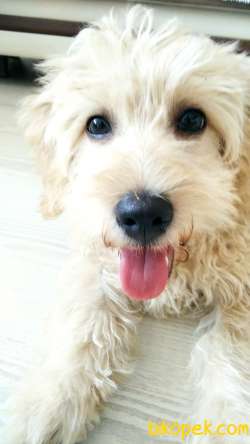 Karamel Renkli Maltipoo Gofretimiz 1