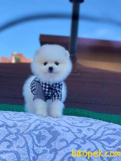 Karbeyaz Ayı Surat POMERANİAN BOO Kızımız 1