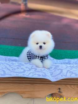 Karbeyaz Ayı Surat POMERANİAN BOO Kızımız 5