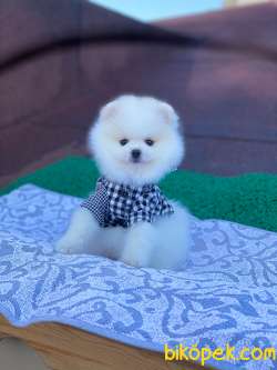Karbeyaz Ayı Surat POMERANİAN BOO Kızımız 3