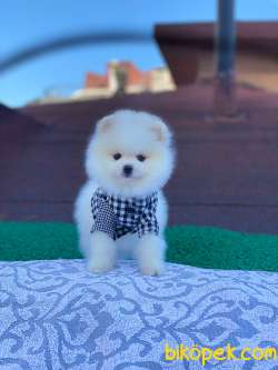 Karbeyaz Ayı Surat POMERANİAN BOO Kızımız 2