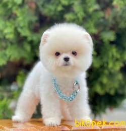 Karbeyaz Ayıcık Surat Boo Pomeranian Yavrular 1