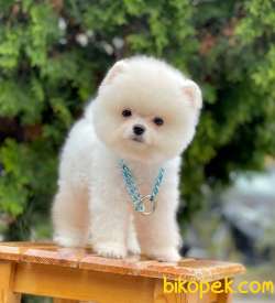 Karbeyaz Ayıcık Surat Boo Pomeranian Yavrular 2