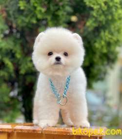 Karbeyaz Ayıcık Surat Boo Pomeranian Yavrular 3