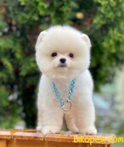 Karbeyaz Ayıcık Surat Boo Pomeranian Yavrular 4