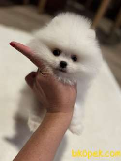 KARBEYAZ ERKEK POMERANİAN BOO 3