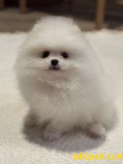 KARBEYAZ ERKEK POMERANİAN BOO 2