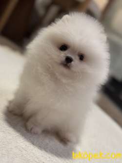 KARBEYAZ ERKEK POMERANİAN BOO 5