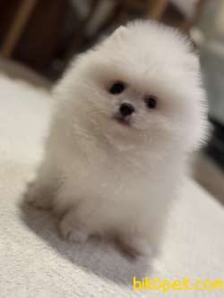 KARBEYAZ ERKEK POMERANİAN BOO 4
