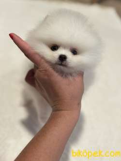 KARBEYAZ ERKEK POMERANİAN BOO