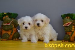 KARBEYAZ MALTESE TERRİER BEBEKLER 3