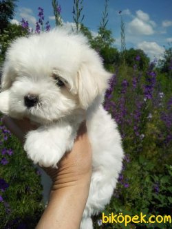 Karbeyaz Maltese Terrier Yavruları 1