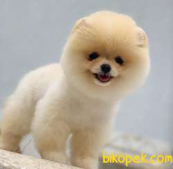 Karbeyaz Pomeranian BOO Yavrumuz 2