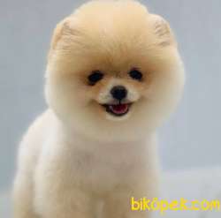 Karbeyaz Pomeranian BOO Yavrumuz 1