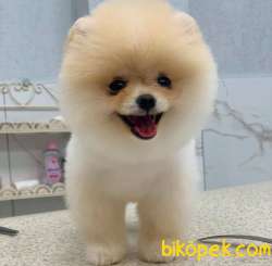 Karbeyaz Pomeranian BOO Yavrumuz 4