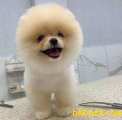 Karbeyaz Pomeranian BOO Yavrumuz 3