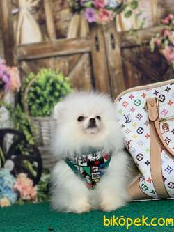 KARBEYAZ SAFKAN TEDDY BEAR POMERANİAN BOO YAVRULARIMIZ 5